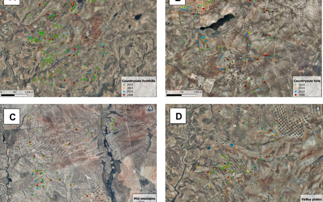 What Drives Gullies in Spain’s Olive Landscapes? A Regional Analysis of Gully Activity
