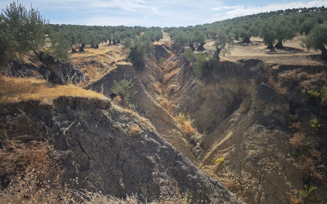 Los Suelos Agrícolas, Víctimas Silenciosas de las Borrascas Leonardo y Marta