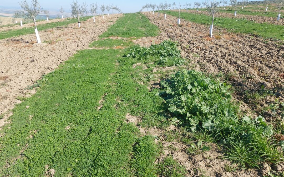 Resultados Cubierta Vegetal Fernán Núñez