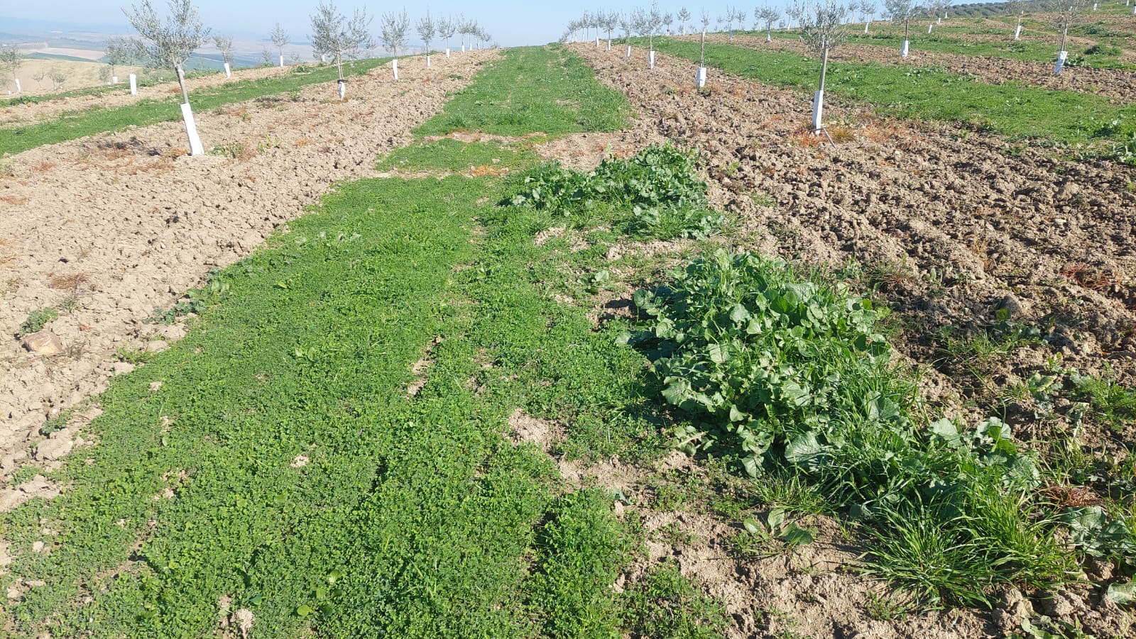 Carcava cubierta vegetal