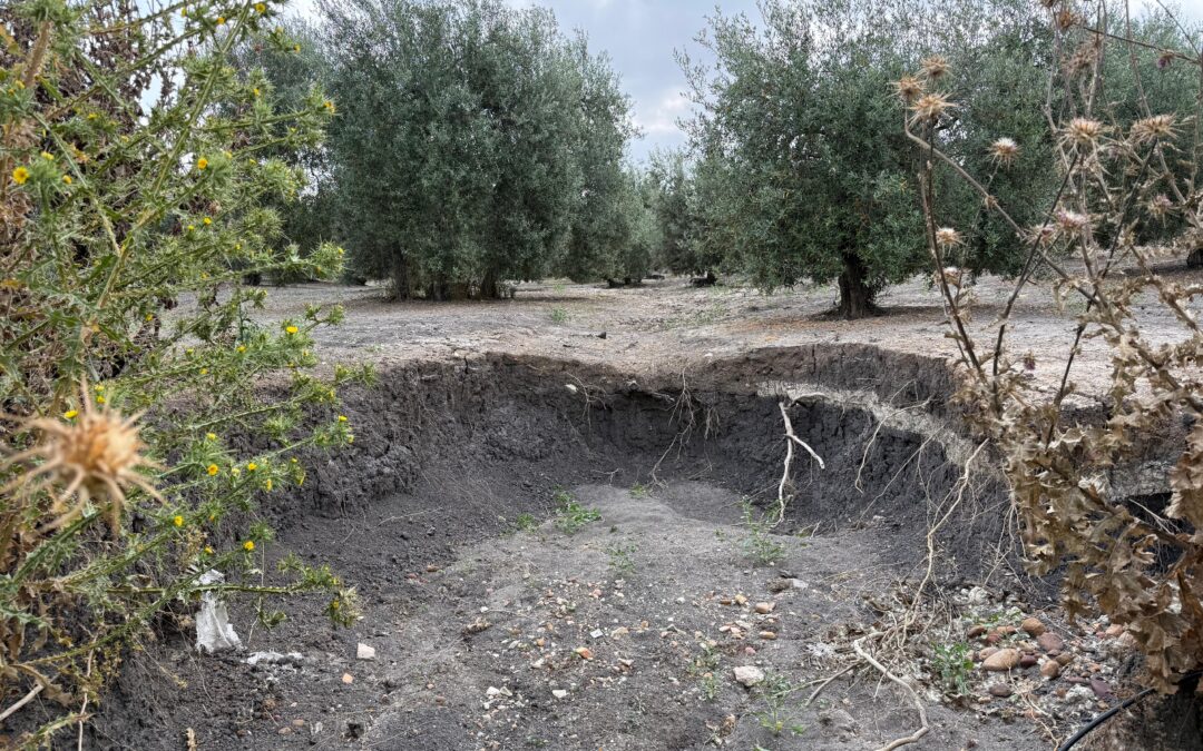 Erosión y Cambio Climático: una Amenaza Real para la Agricultura Andaluza