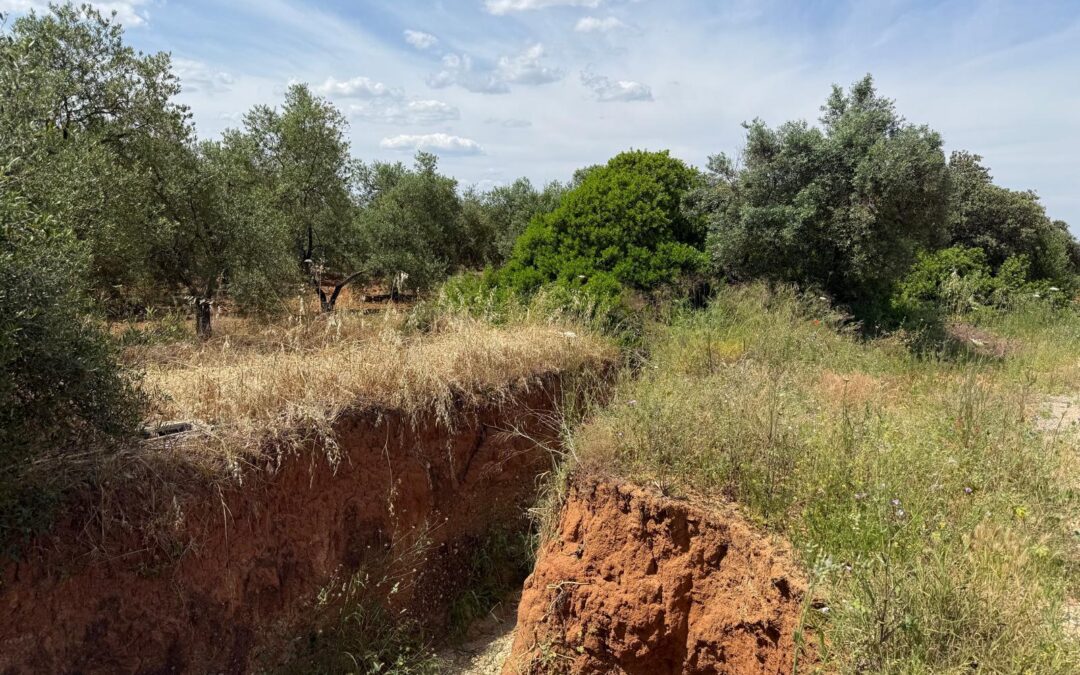 TFM: Generación Automática de Redes de Cárcavas Topológicamente Conectadas Empleando Tecnologías LiDAR Y SIG