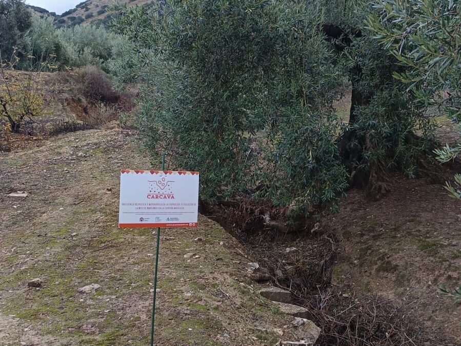 TFM: Análisis de la Variación Temporal de la Ocupación de Cultivos Situados en la Comunidad Autónoma de Andalucía, España