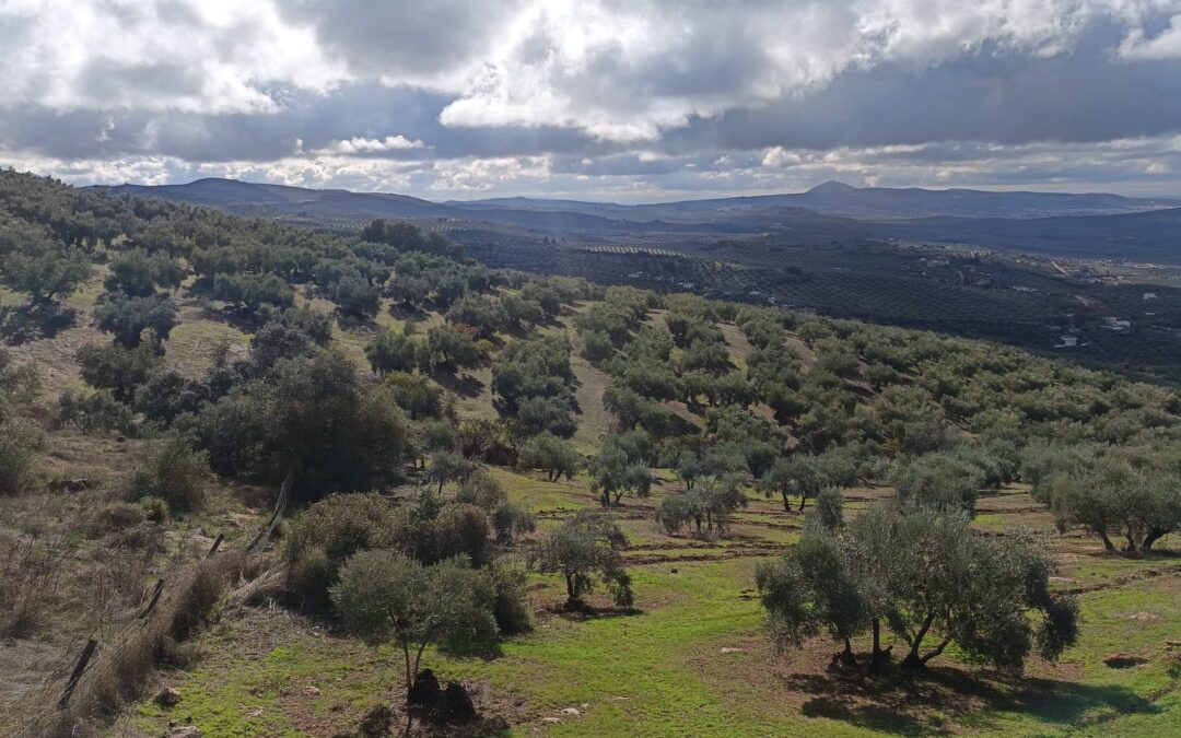 Datos, Eficiencia y Talento: el Trinomio que Impulsa la Rentabilidad en el Olivar