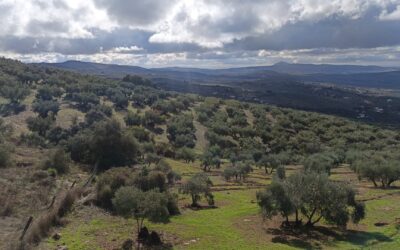 Datos, Eficiencia y Talento: el Trinomio que Impulsa la Rentabilidad en el Olivar