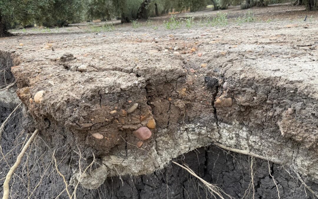 TFM: Identificación Automática de Cárcavas a Partir de Modelos Digitales del Terreno